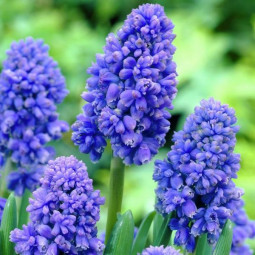 Мускарі Blue Spike