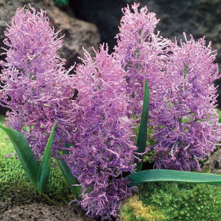 Мускарі Comosum Plumosum