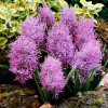 Мускарі Comosum Plumosum