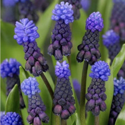 Мускарі Latifolium