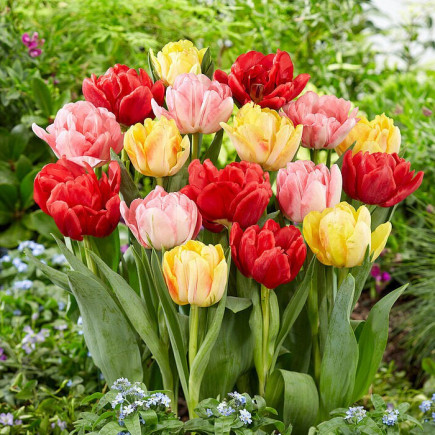 Комплект луковиц тюльпанов Tulip Pop