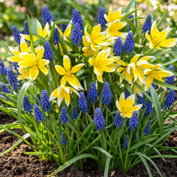 Комплект луковиц Весенняя мелодия упаковка 20 луковиц