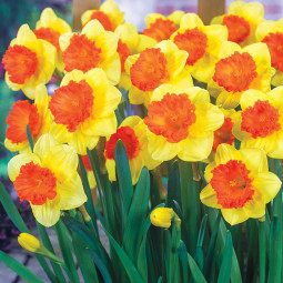 Нарцис Корончатий Coral Crown