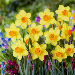 Нарцис Корончатий Estremadura