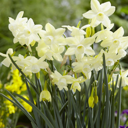 Нарцис Багатоквітковий Moonlight Sensation