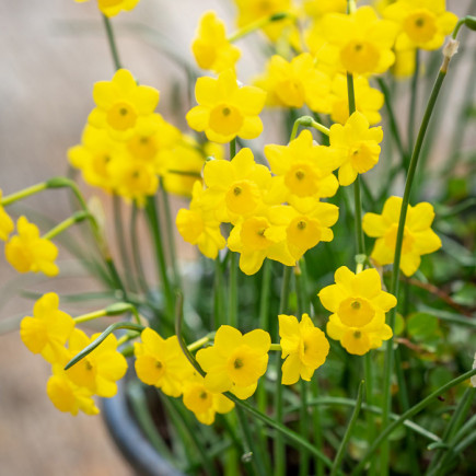 Нарцис Багатоквітковий More and More