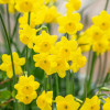 Нарцис Багатоквітковий More and More
