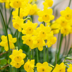 Нарцис Багатоквітковий More and More