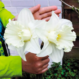 Нарцис Корончатий Mount Hood