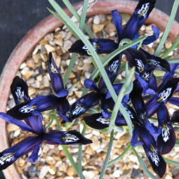 Ірис Reticulata Blue Note
