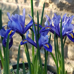 Ірис Reticulata Joyce