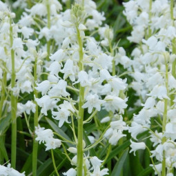 Гіацінтоідес Білий (White)