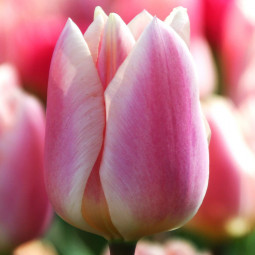 Тюльпан Дарвіна Apricot Delight