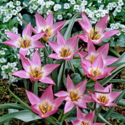 Тюльпан Ботанічний Aucheriana