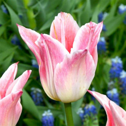 Тюльпан Лілієподібний Ballade Lady