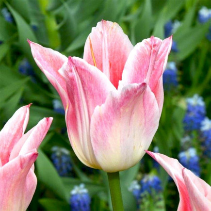 Тюльпан Лілієподібний Ballade Lady