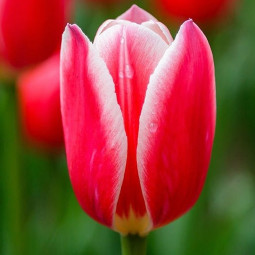 Тюльпан Дарвіна Candy Apple Delight