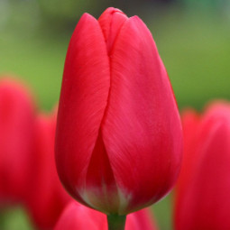 Тюльпан Дарвіна Cherry Delight