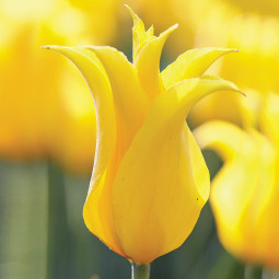 Тюльпан Лілієподібний Inimitable