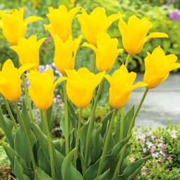 Тюльпан Лілієподібний Inimitable