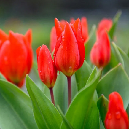 Тюльпан Ботанічний Praestans Zwanenburg Variety