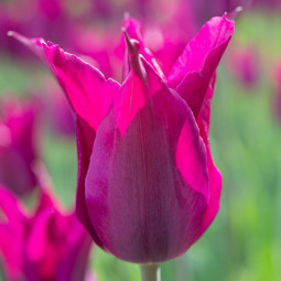 Тюльпан Лілієподібний Purple Heart