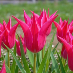 Тюльпан Лілієподібний Raspberry Twist