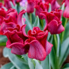 Тюльпан Хвилястий Red Dress