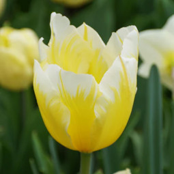 Тюльпан Гібрид Фостера Sweetheart