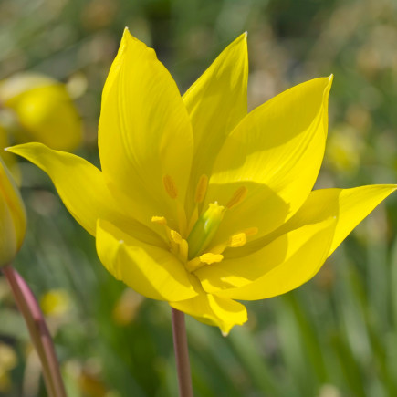 Тюльпан Ботанічний Sylvestris