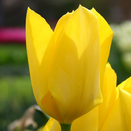 Тюльпан Гібрид Фостера Yellow Purissima