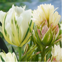 Комплект цибулин тюльпанів Бузковий серпанок