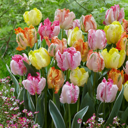 Комплект цибулин тюльпанів Exotic birds