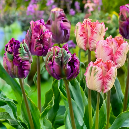 Комплект цибулин тюльпанів Квіткова революція