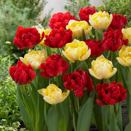 Комплект цибулин тюльпанів Love Story Mix