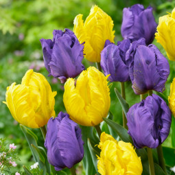 Комплект цибулин тюльпанів Квітковий Маніфест