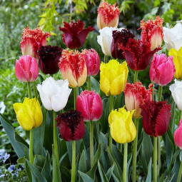 Комплект цибулин тюльпанів Мереживний мікс