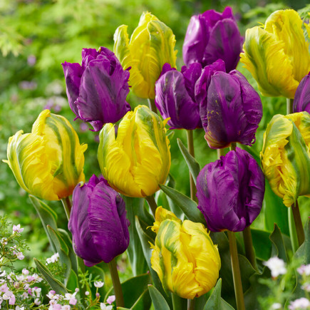 Комплект цибулин тюльпанів Пелюстковий джаз