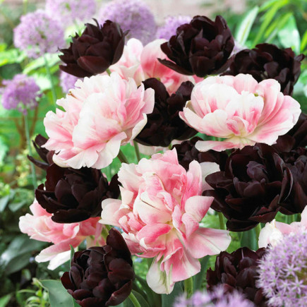 Комплект цибулин тюльпанів Black Kiss