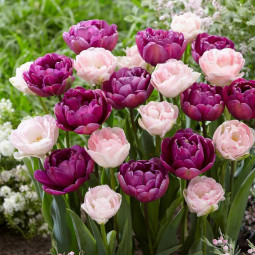 Комплект цибулин тюльпанів Чарівниці