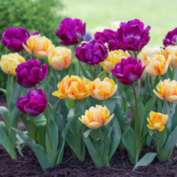 Комплект цибулин тюльпанів Голландська класика