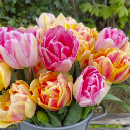 Комплект цибулин тюльпанів Казковий світанок