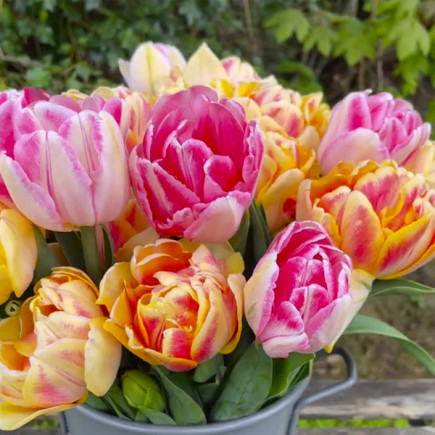 Комплект цибулин тюльпанів Казковий світанок