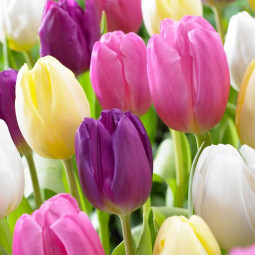 Комплект цибулин тюльпанів Квітковий Саундтрек