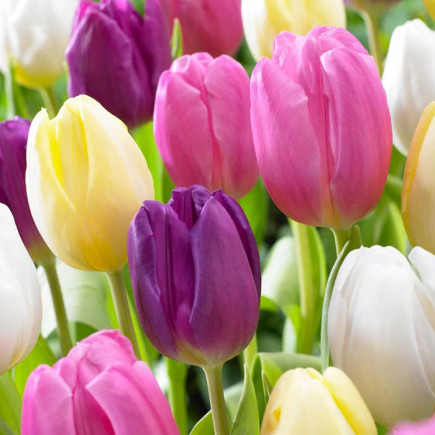 Комплект цибулин тюльпанів Квітковий Саундтрек