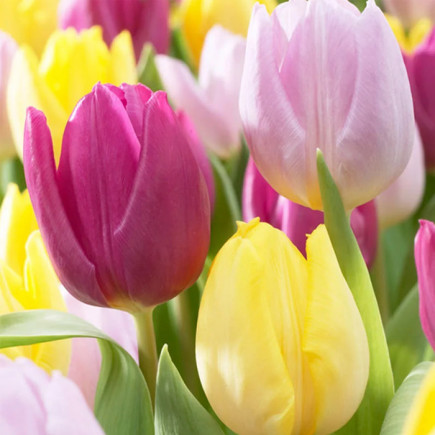 Комплект цибулин тюльпанів Палітра ніжності