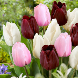 Комплект цибулин тюльпанів Романтичний Париж