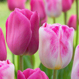 Комплект цибулин тюльпанів Рожеве щастя