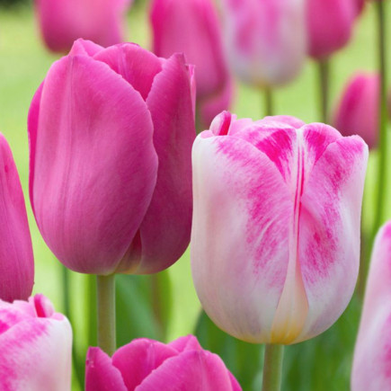 Комплект цибулин тюльпанів Рожеве щастя