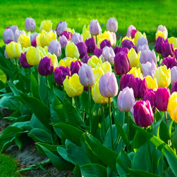 Комплект цибулин тюльпанів Spring Rainbow